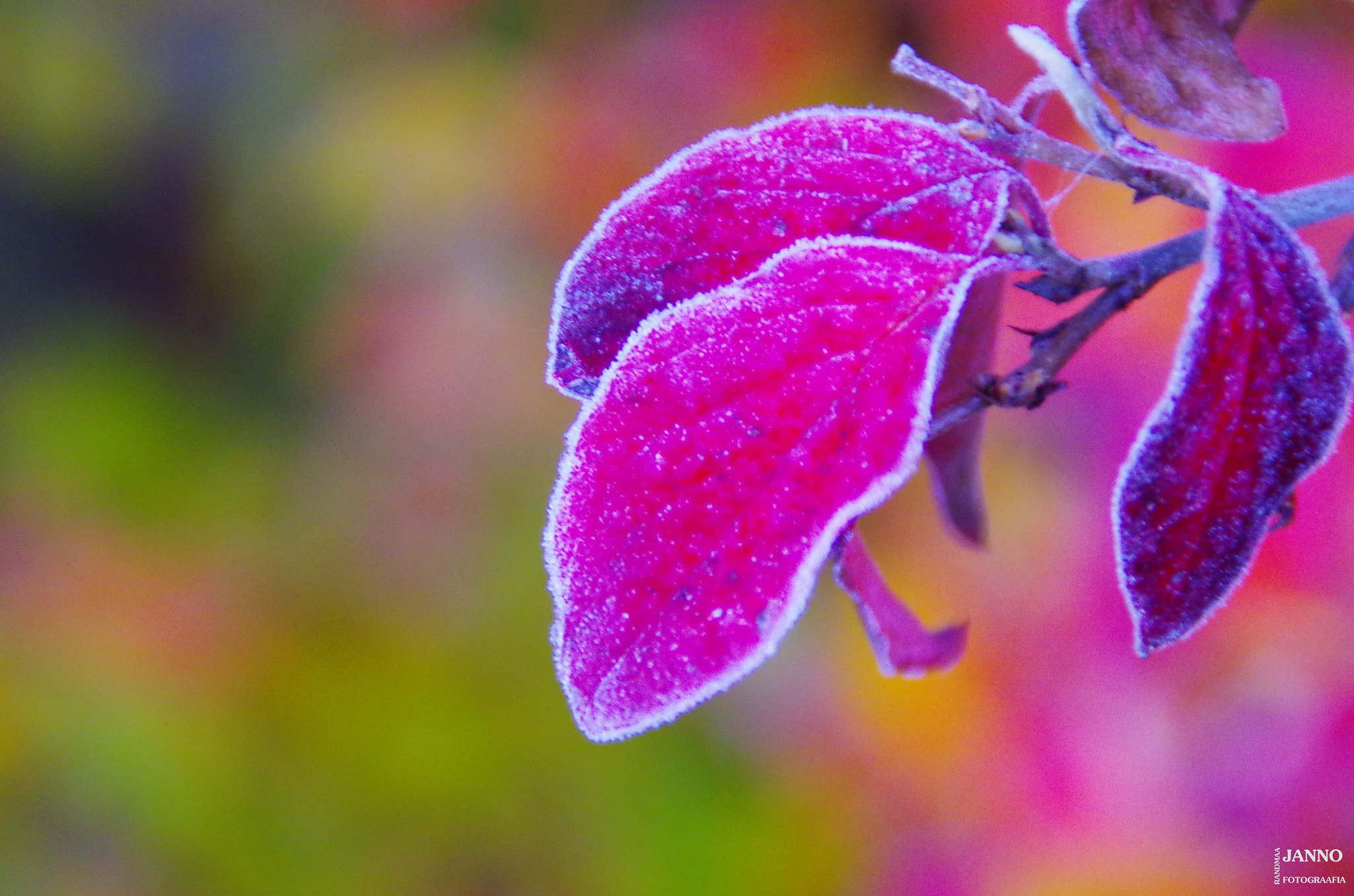 Tamron AF 18-200mm F3.5-6.3 XR Di II LD Aspherical (IF) Macro sample photo. Pink photography