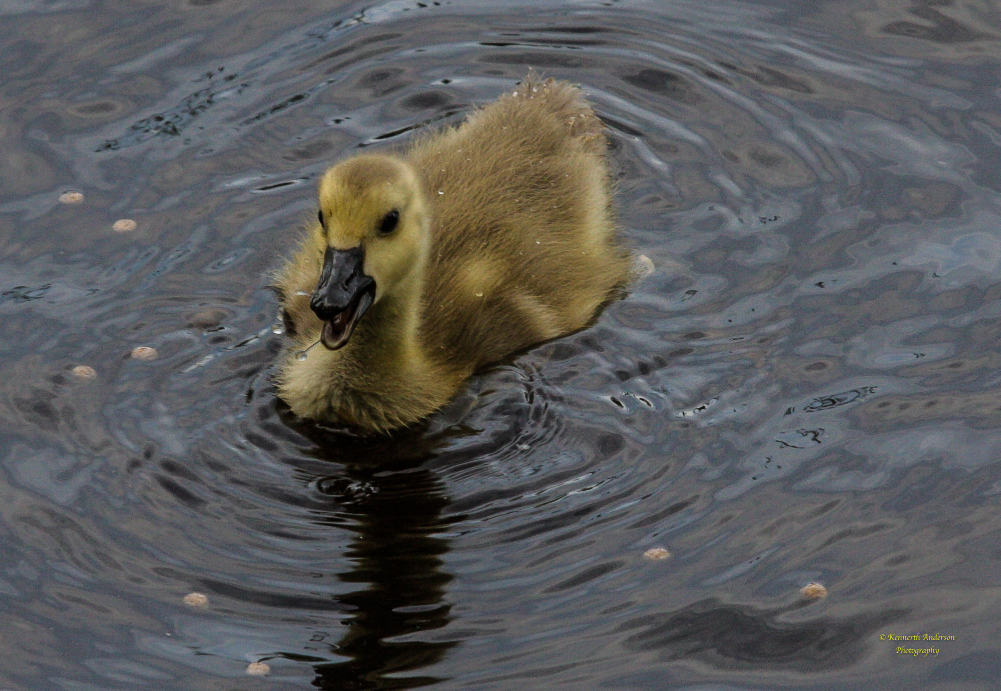 Canon EF 70-200mm F2.8L IS USM sample photo. Geese photography