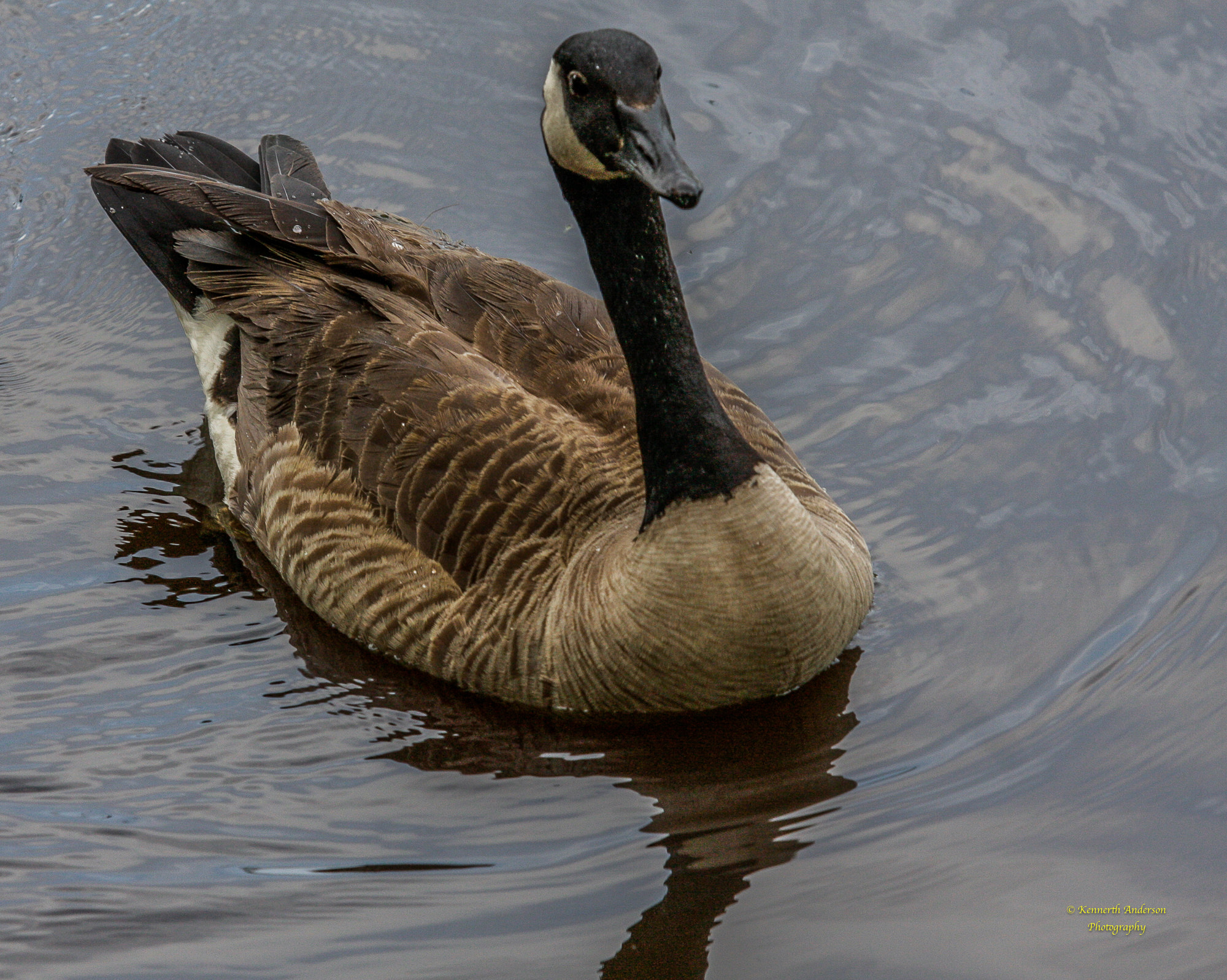 Canon EF 70-200mm F2.8L IS USM sample photo. Geese photography