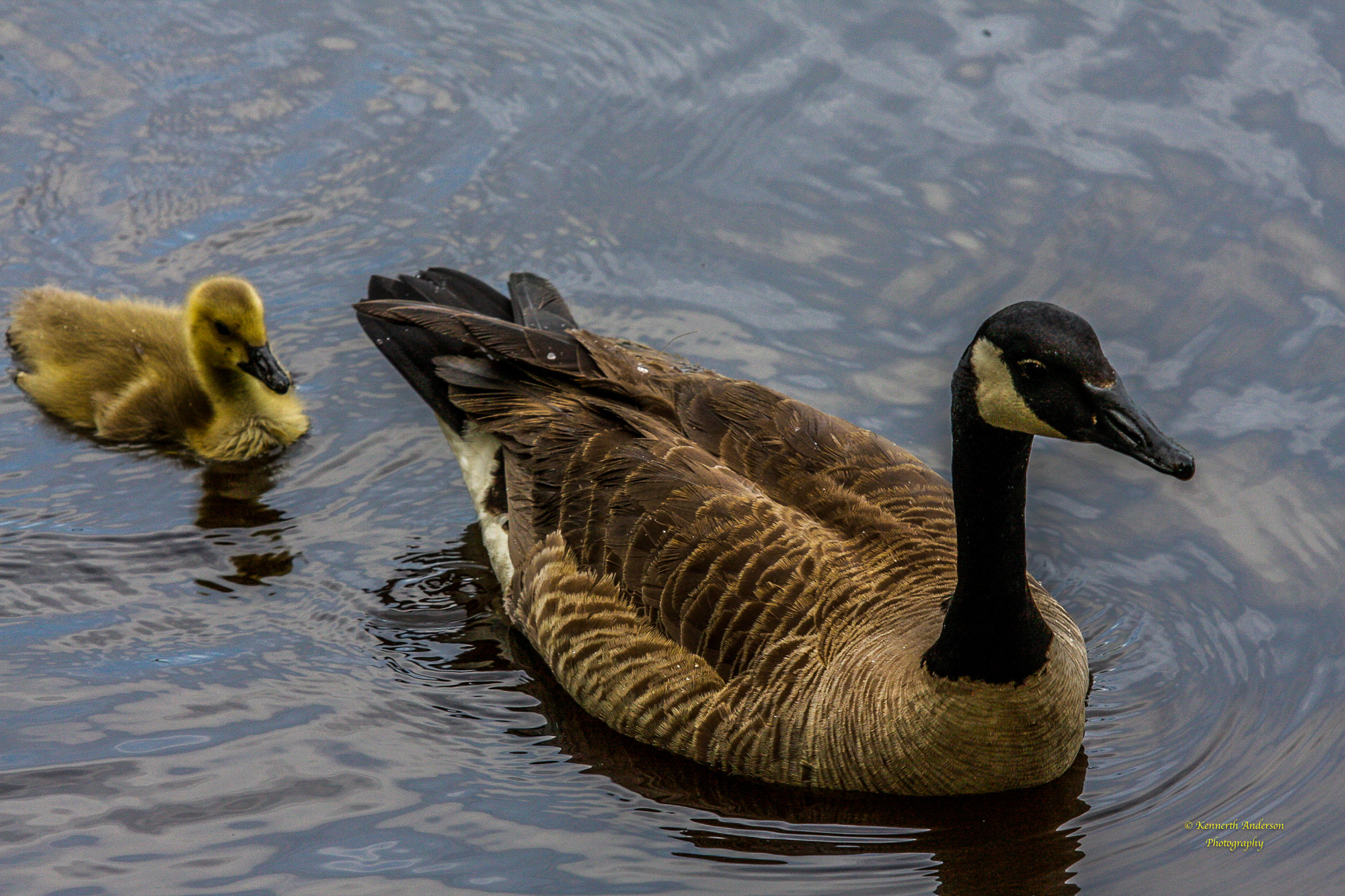 Canon EF 70-200mm F2.8L IS USM sample photo. Geese photography