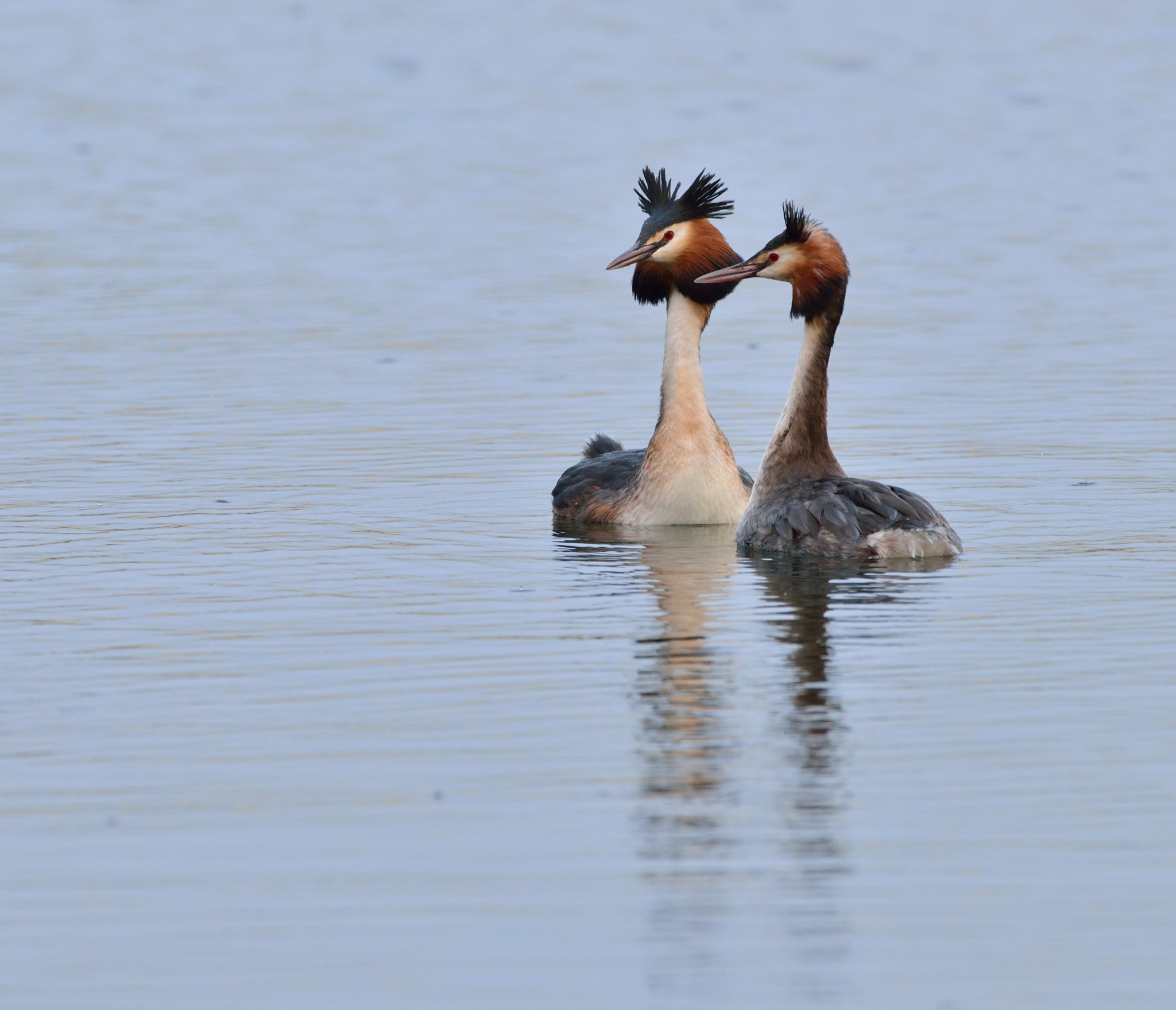 Nikon D600 + AF-S Nikkor 600mm f/4D IF-ED sample photo. Futen photography