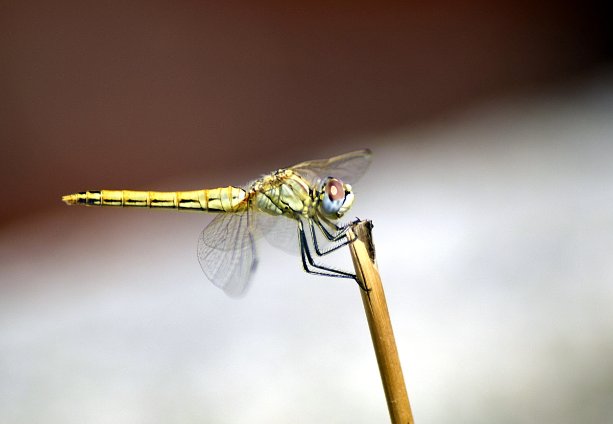 Nikon AF Nikkor 70-300mm F4-5.6G sample photo. # photography