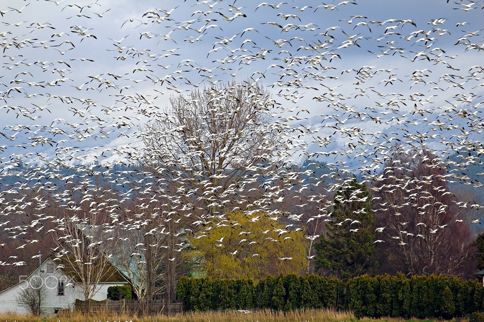 Canon EF 70-200mm F2.8L IS II USM sample photo. Snow geese photography