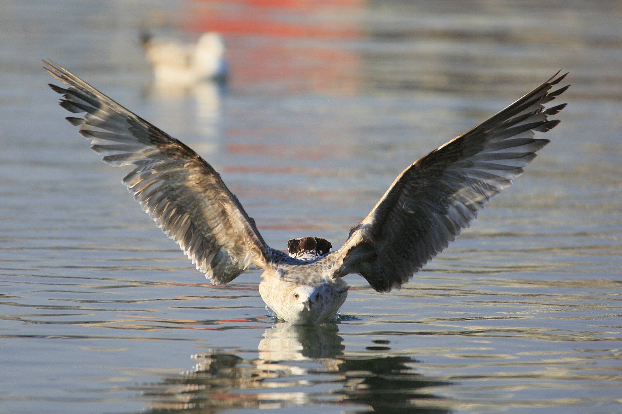 Canon EF 300mm f/2.8L sample photo