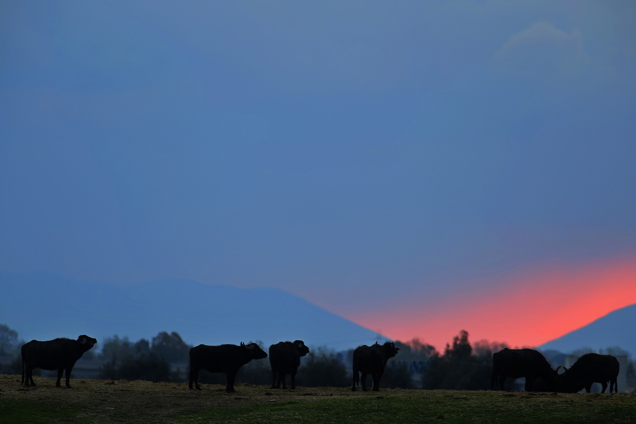 Canon EF 300mm f/2.8L + 1.4x sample photo. Buffalo dawn photography