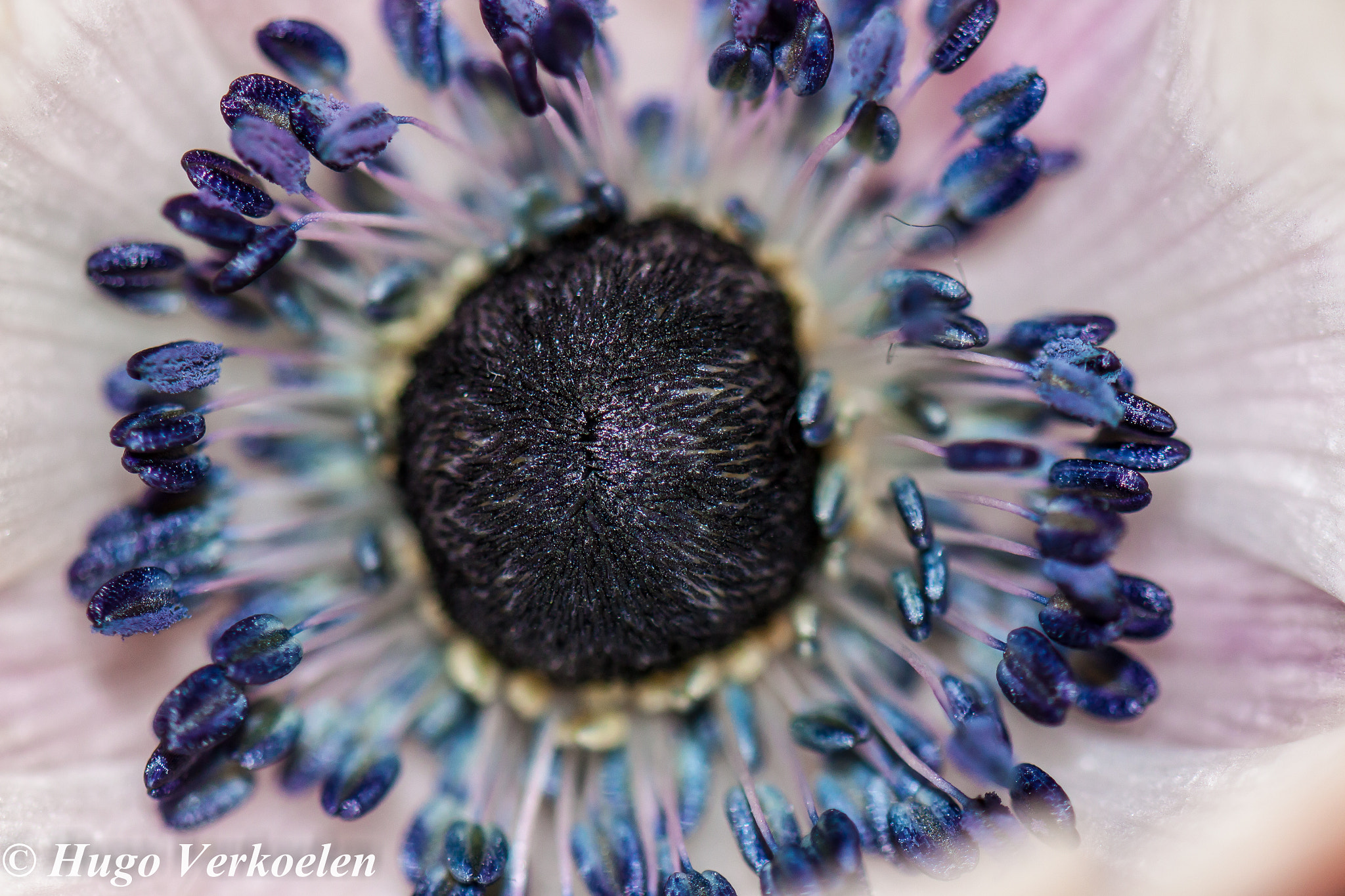 Sigma 105mm F2.8 EX DG OS HSM sample photo. Anemone photography