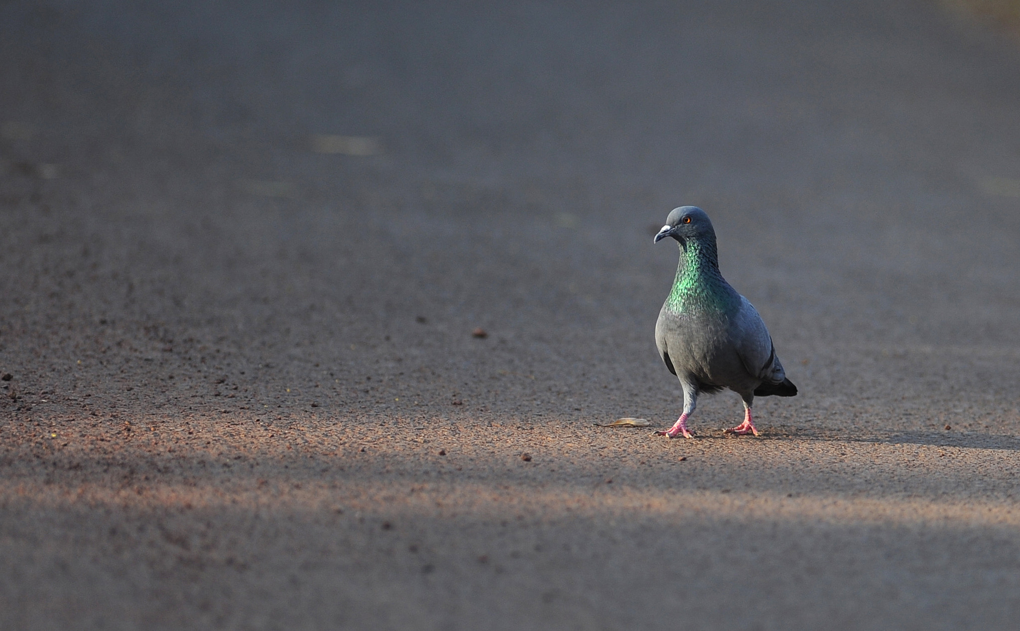 Nikon AF-S Nikkor 300mm F2.8G ED VR II sample photo. Pigeon photography