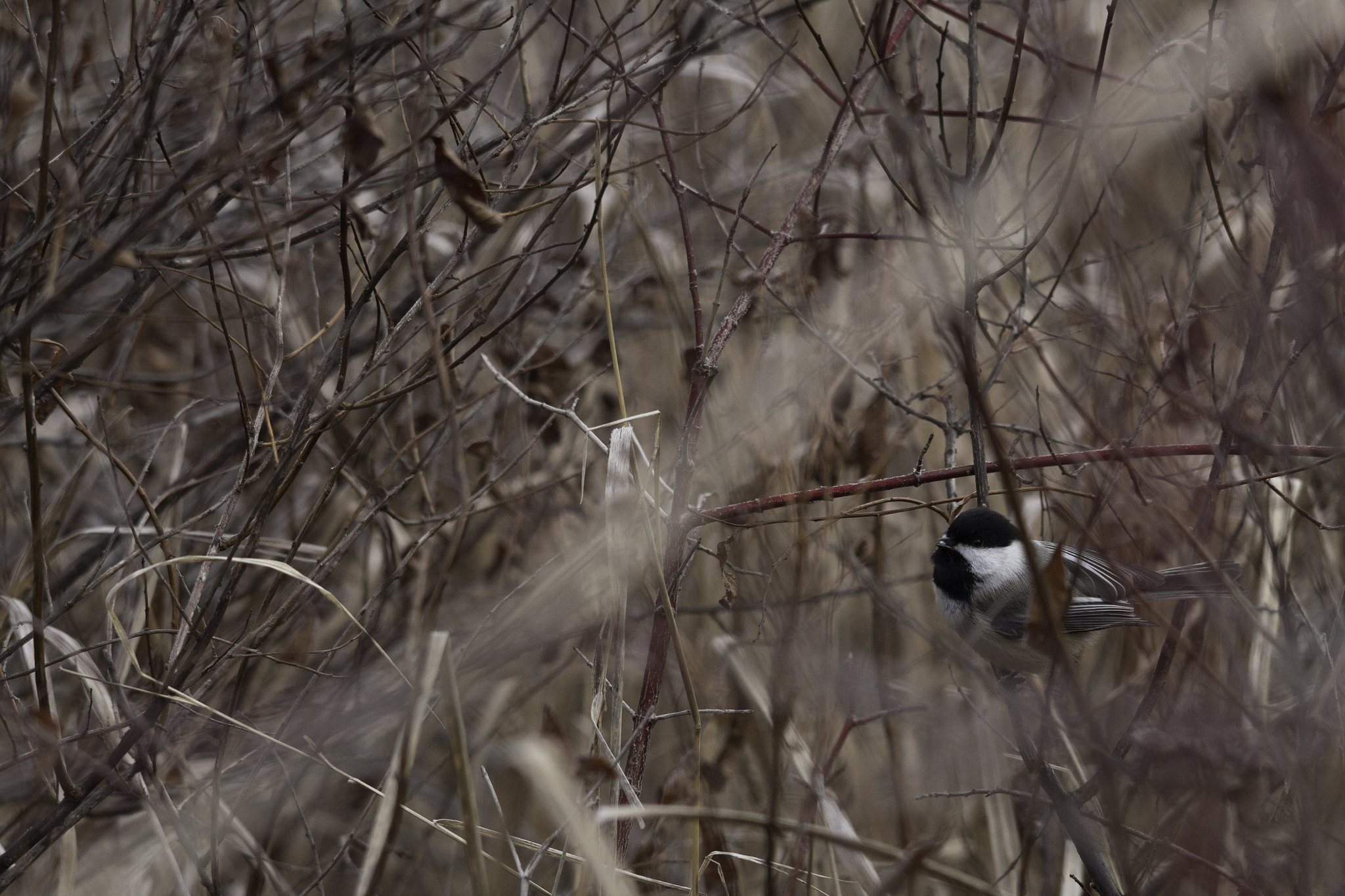 Sigma 150-500mm F5-6.3 DG OS HSM sample photo. Hiding in the marsh photography