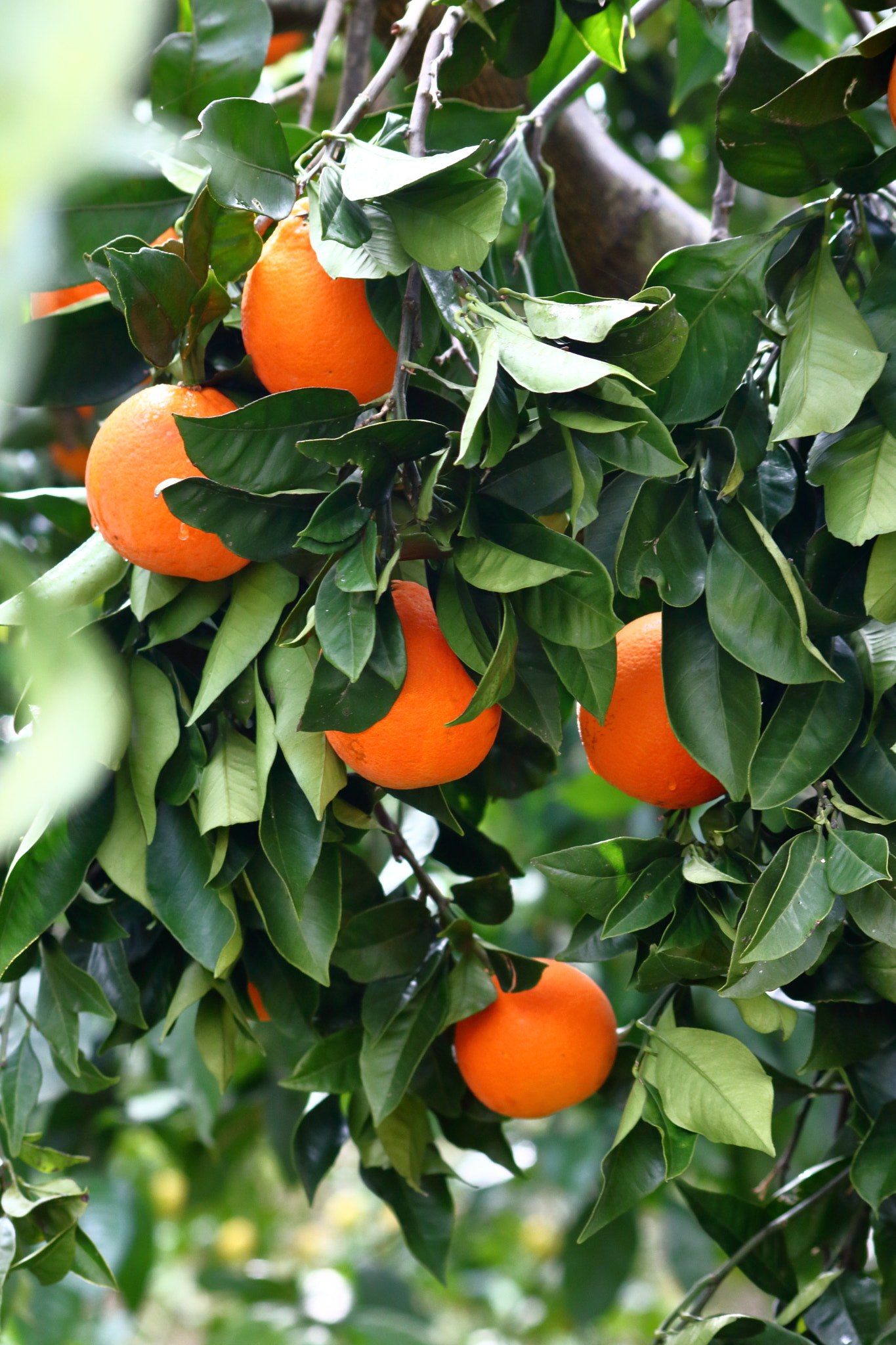 Canon EOS 760D (EOS Rebel T6s / EOS 8000D) sample photo. Sicilian oranges photography