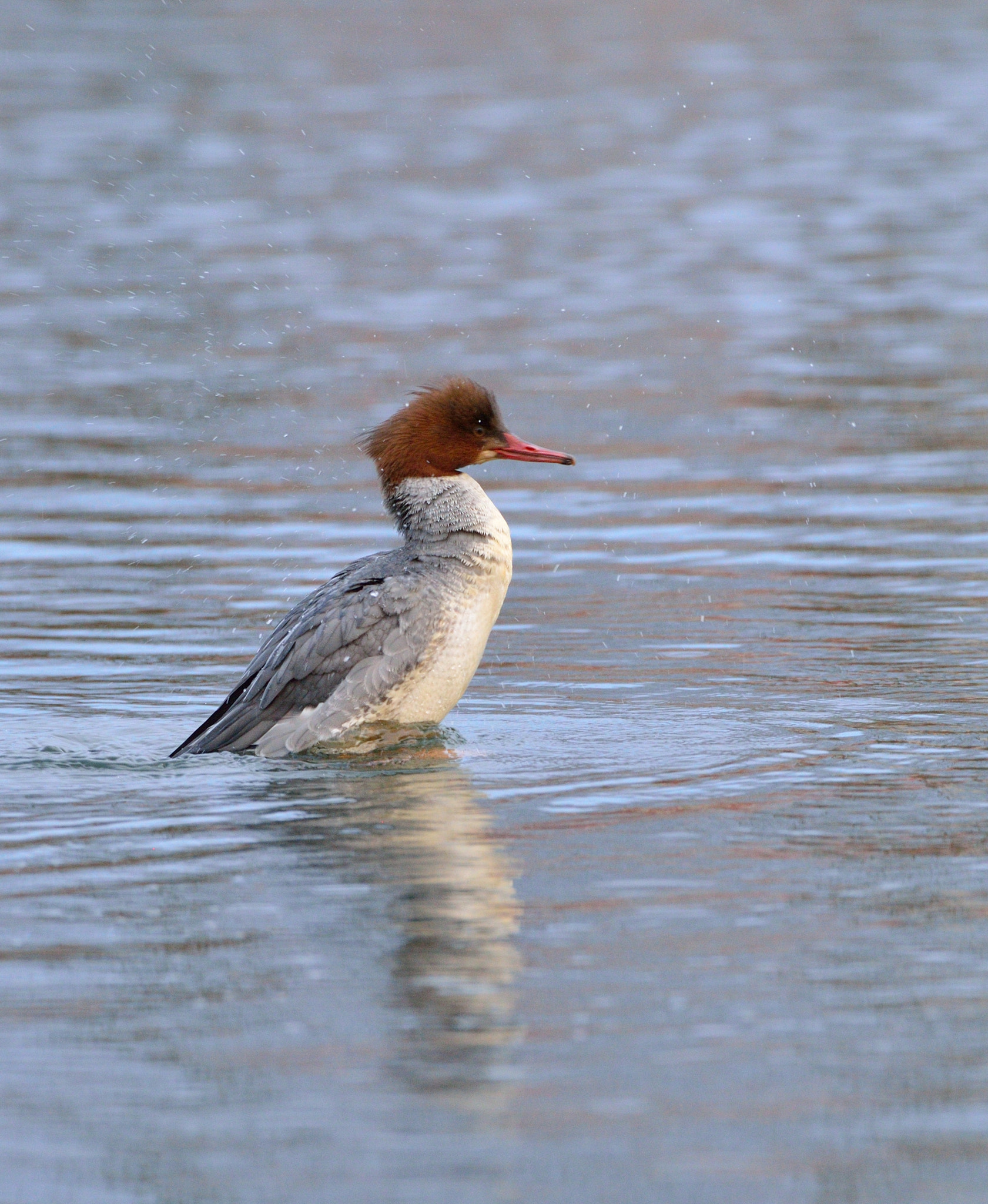 AF-S Nikkor 600mm f/4D IF-ED sample photo. Grote zaagbek photography