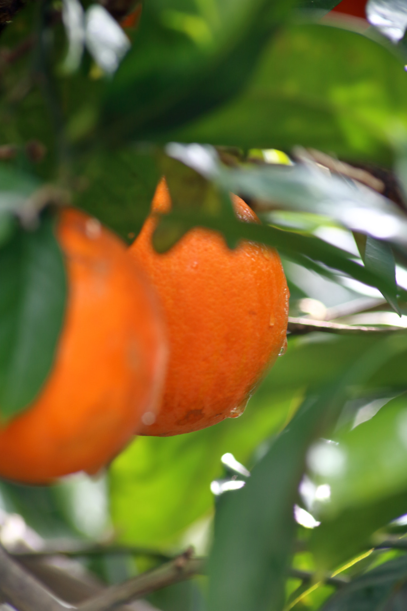 Canon EOS 760D (EOS Rebel T6s / EOS 8000D) sample photo. Dew on oranges photography