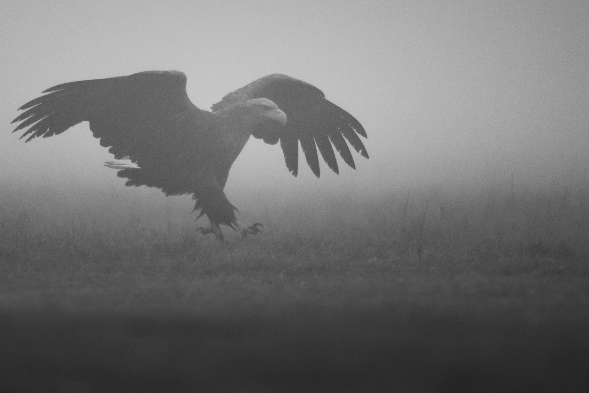 Sony ILCA-77M2 + Sony 500mm F4 G SSM sample photo. Out of the mist! photography