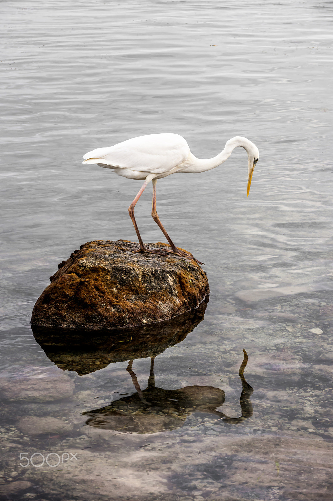 Nikon D3X sample photo. Great white heron photography