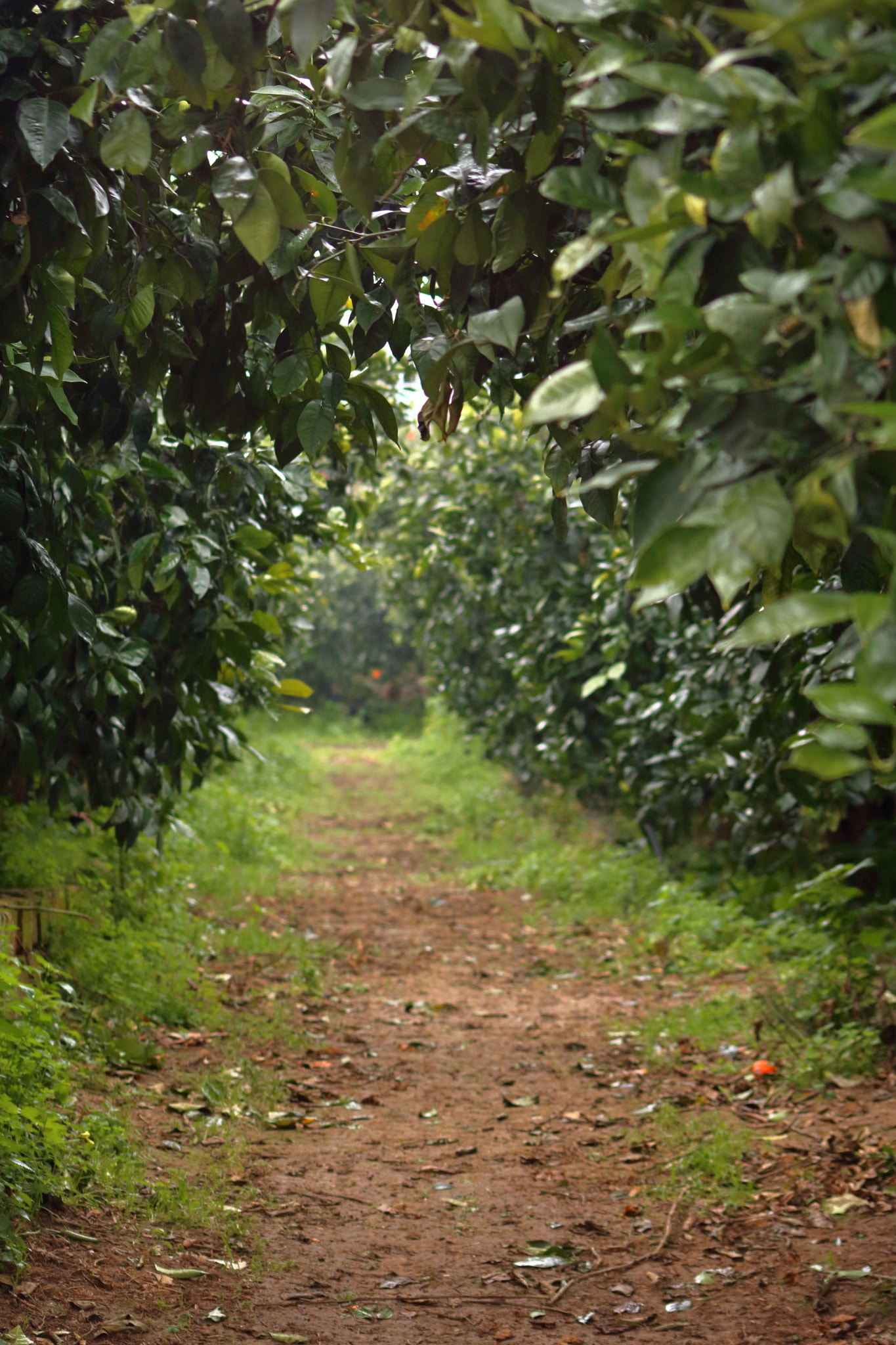 Canon EOS 760D (EOS Rebel T6s / EOS 8000D) + Sigma 70-300mm F4-5.6 APO DG Macro sample photo. Orange grove path photography