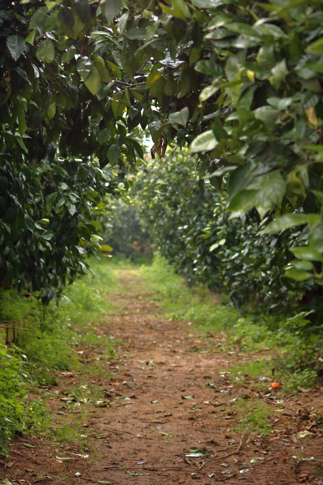 Canon EOS 760D (EOS Rebel T6s / EOS 8000D) sample photo. Orange grove path photography