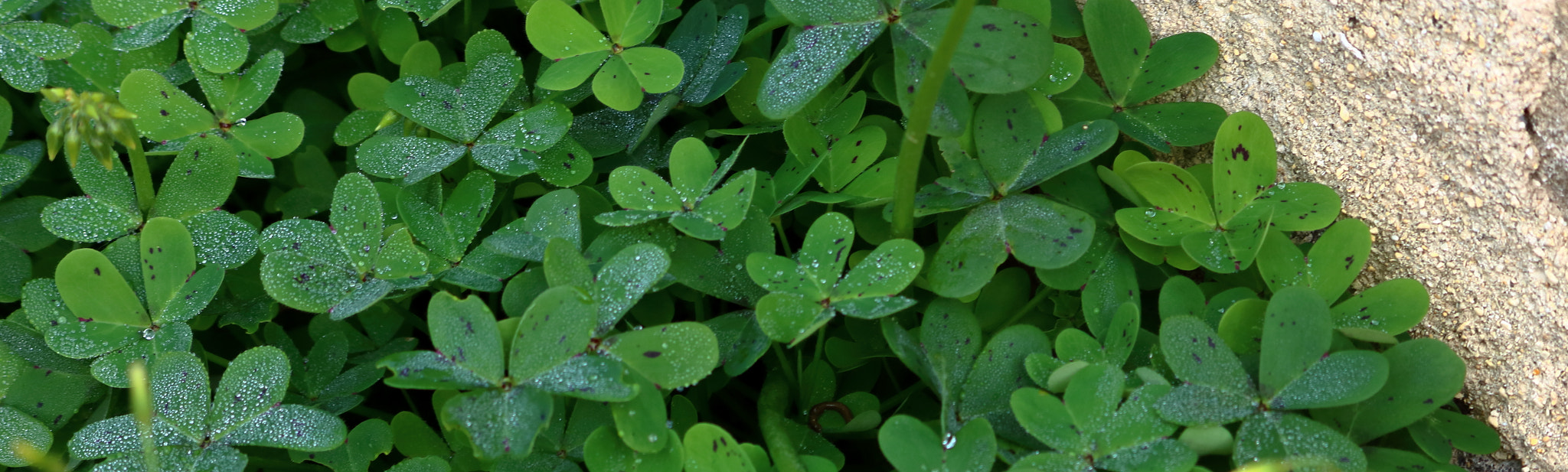 Canon EOS 760D (EOS Rebel T6s / EOS 8000D) sample photo. Dew on clovers photography