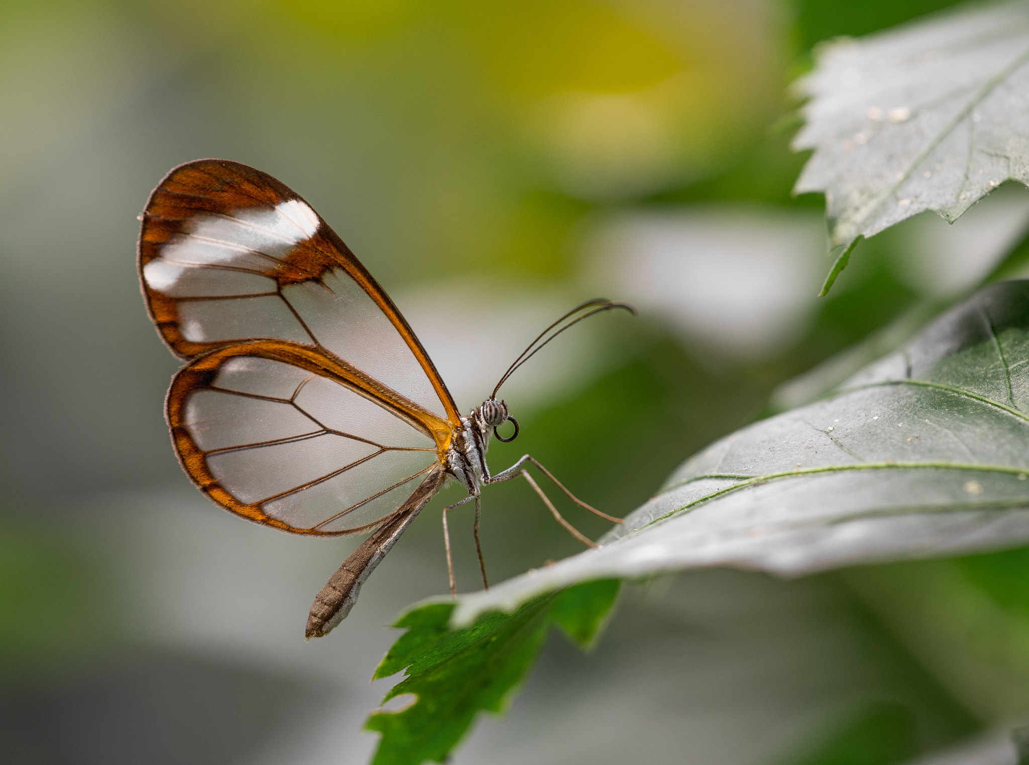 Sigma APO Macro 150mm f/2.8 EX DG HSM sample photo. A glass wing butterfly photography