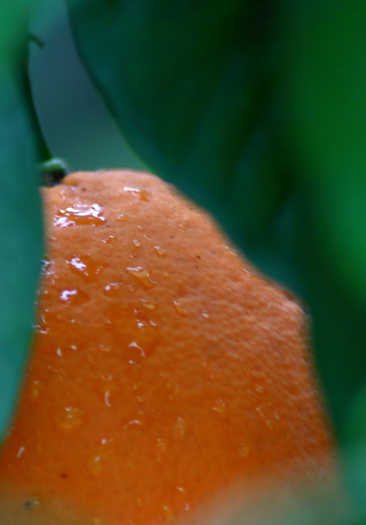 Canon EOS 760D (EOS Rebel T6s / EOS 8000D) + Sigma 70-300mm F4-5.6 APO DG Macro sample photo. Orange and dew photography