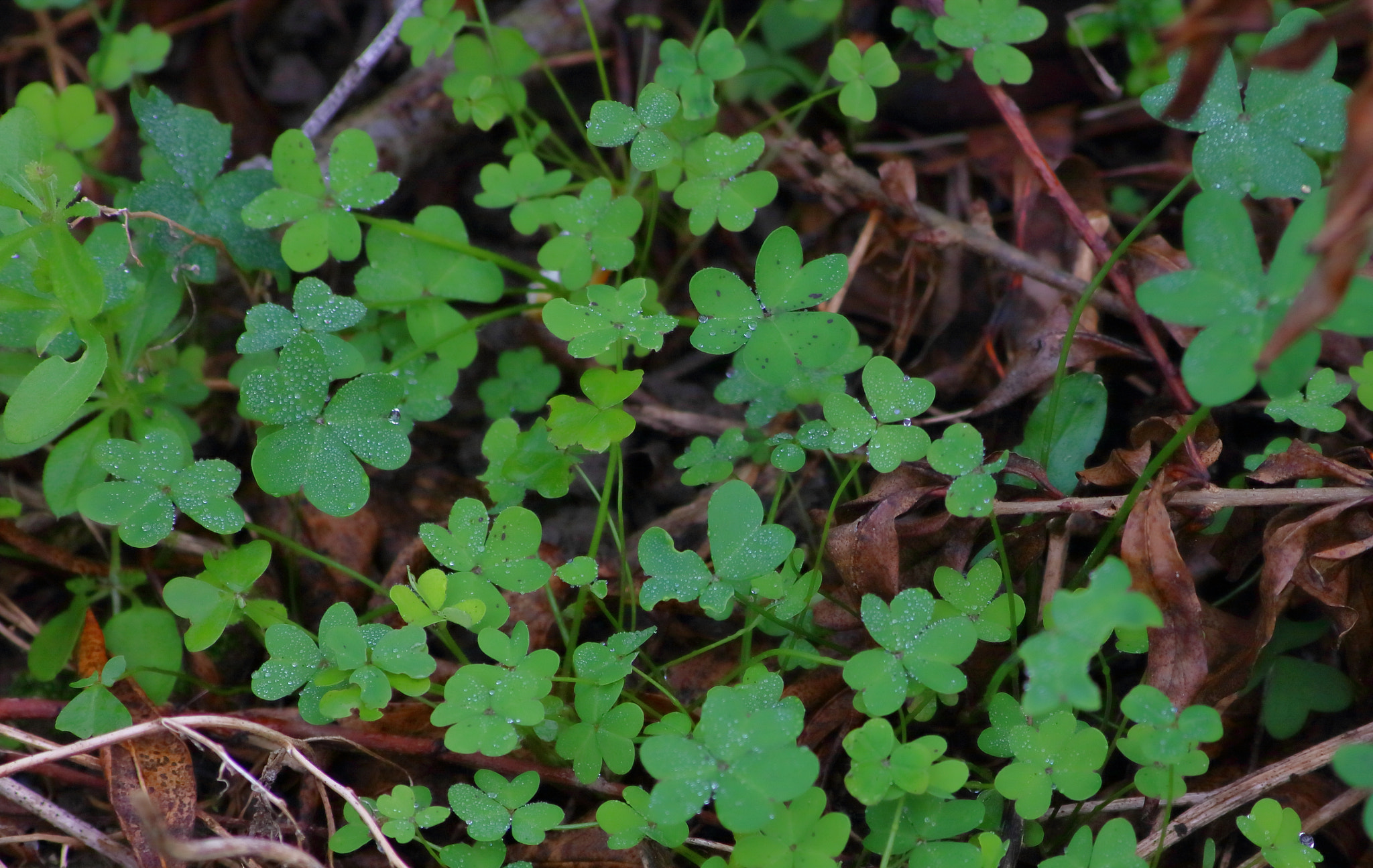 Canon EOS 760D (EOS Rebel T6s / EOS 8000D) sample photo. Clovers in dew photography