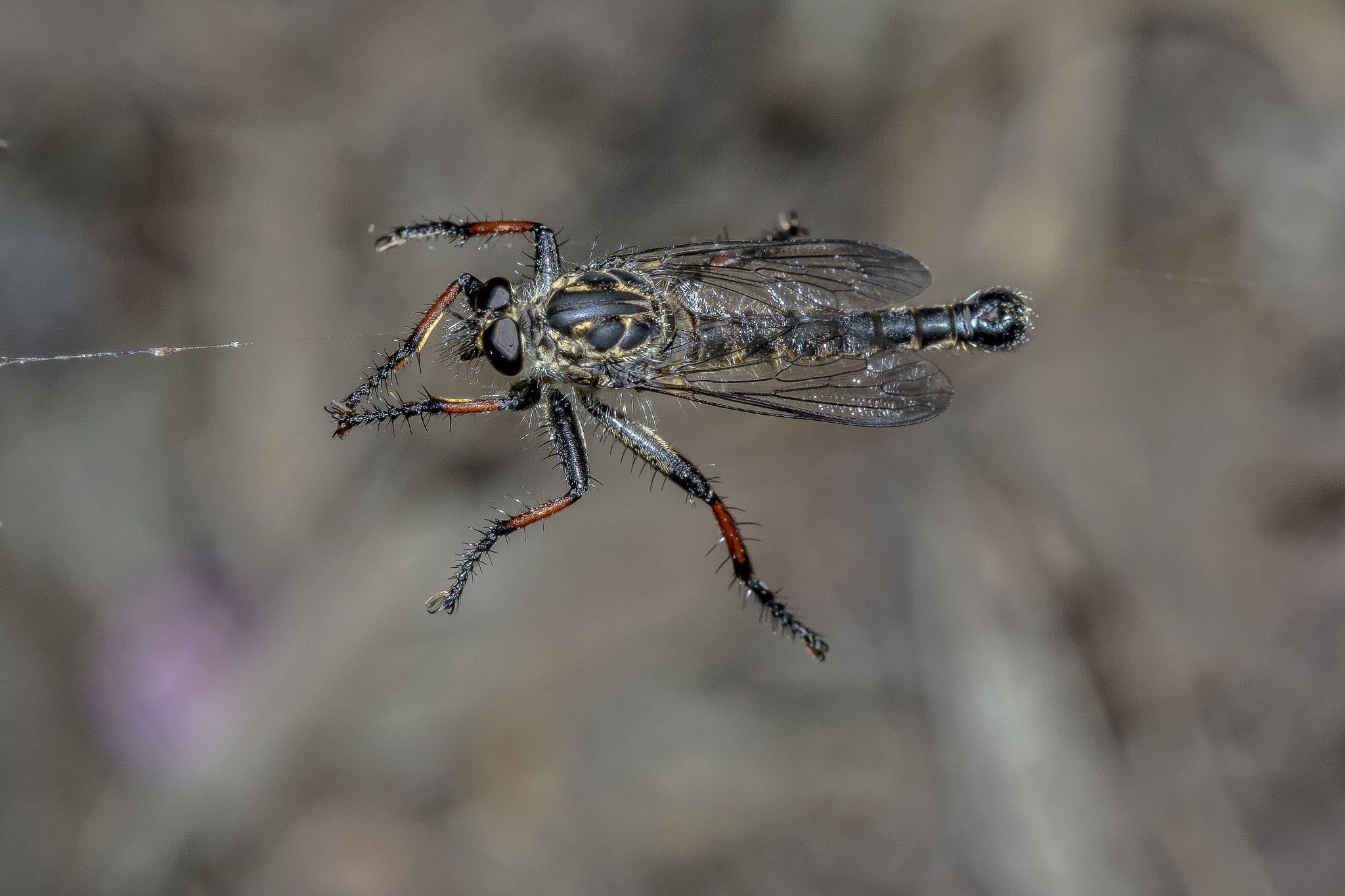 Canon EF 100mm F2.8 Macro USM sample photo. Robber fly photography