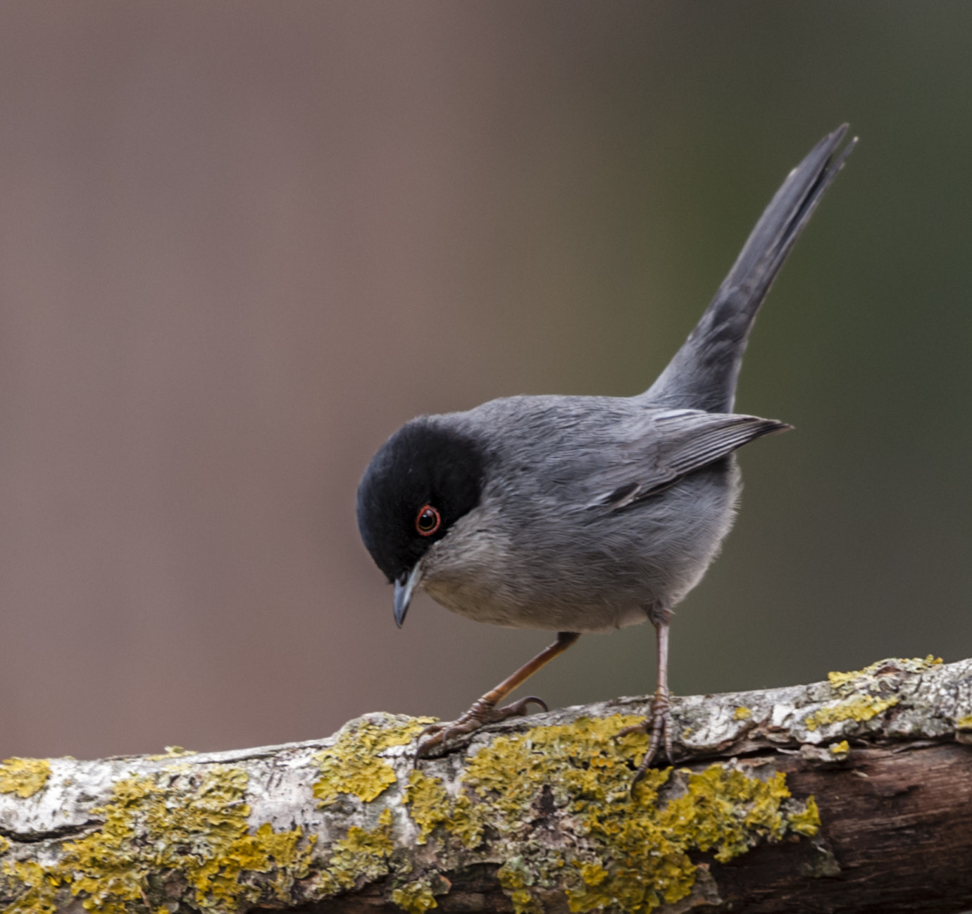 Sigma 50-500mm F4.5-6.3 DG OS HSM sample photo. Curuca photography