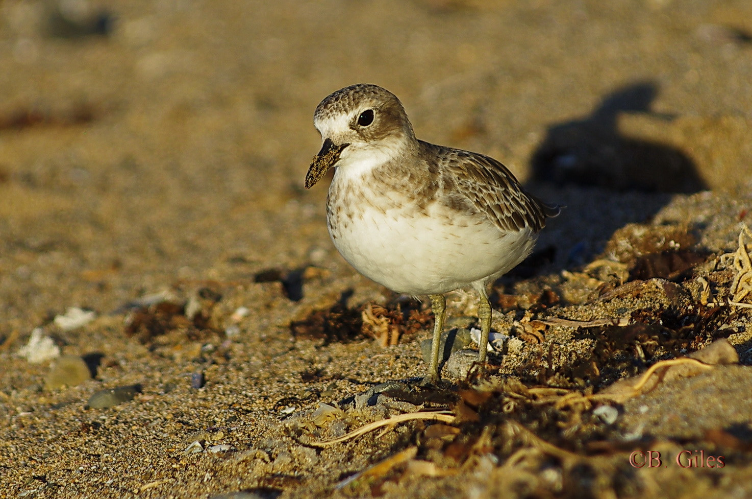 Pentax K-5 IIs + Pentax smc DA* 60-250mm F4.0 ED (IF) SDM sample photo. Last light dotterel photography