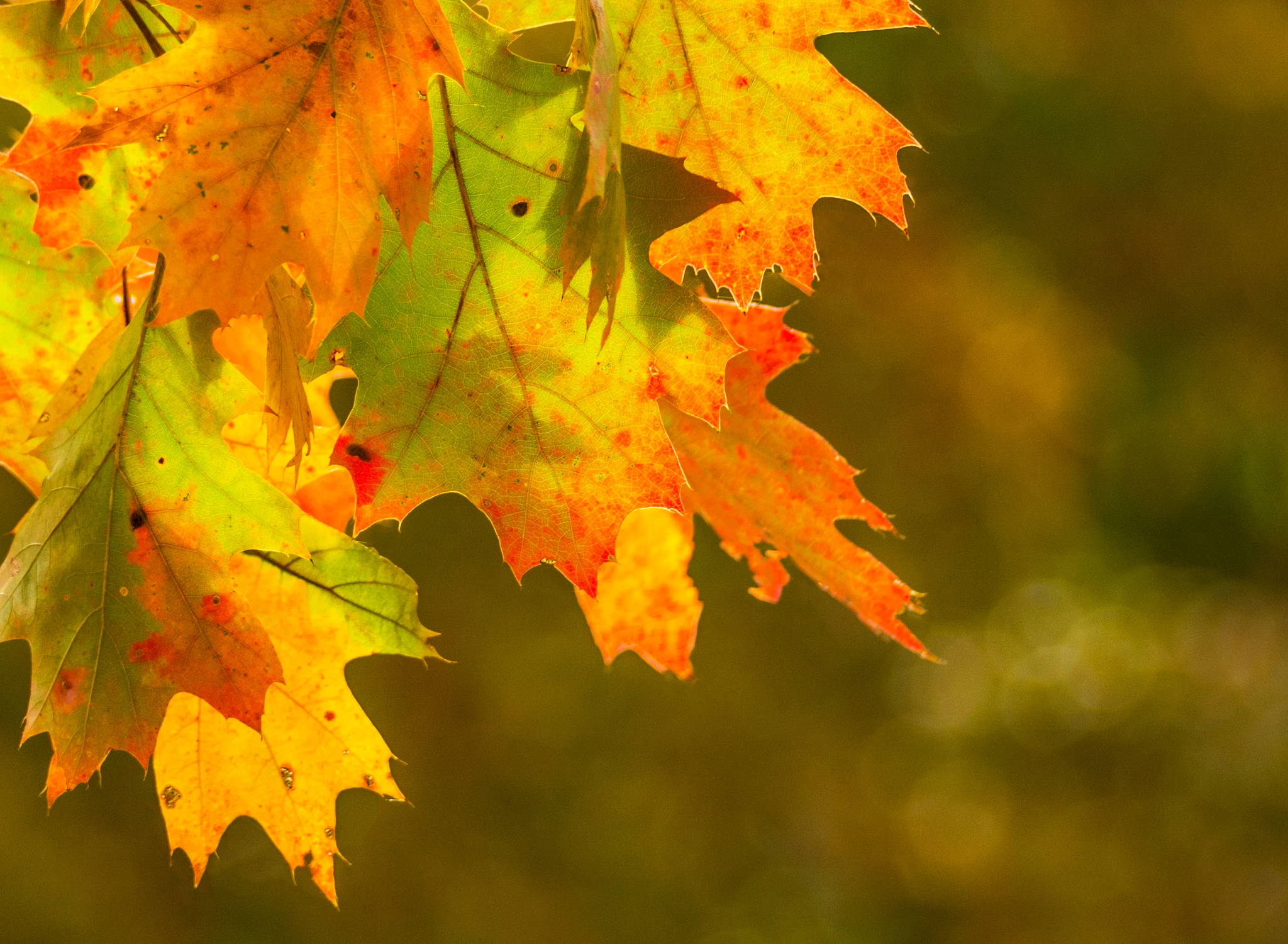 Nikon D7100 + Sigma 70-300mm F4-5.6 DG OS sample photo. Crispy fall leaves photography