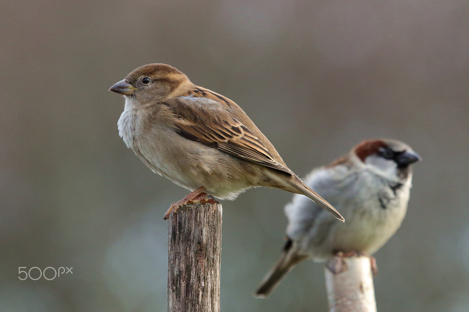 Canon EF 100-400mm F4.5-5.6L IS USM sample photo. Mrs. & mr. photography