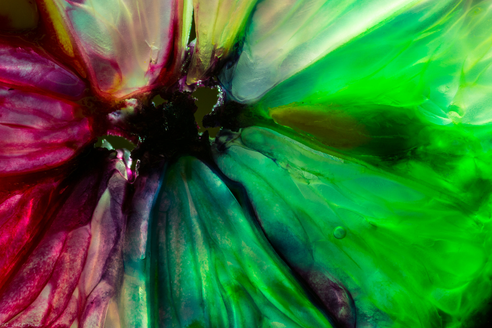 Canon EF 100mm F2.8 Macro USM sample photo. Colorful photography