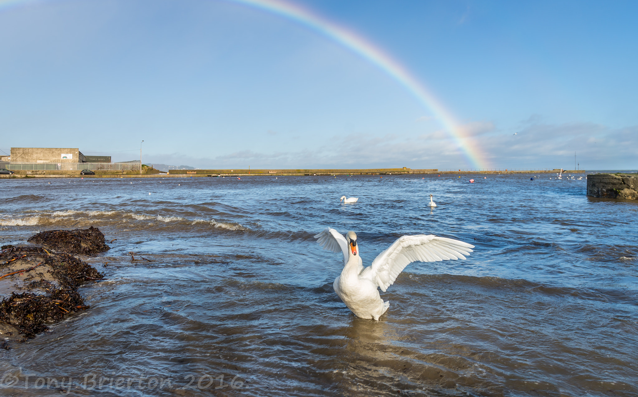 Sony a99 II + Sigma 20mm F1.8 EX DG Aspherical RF sample photo. Swan song. photography