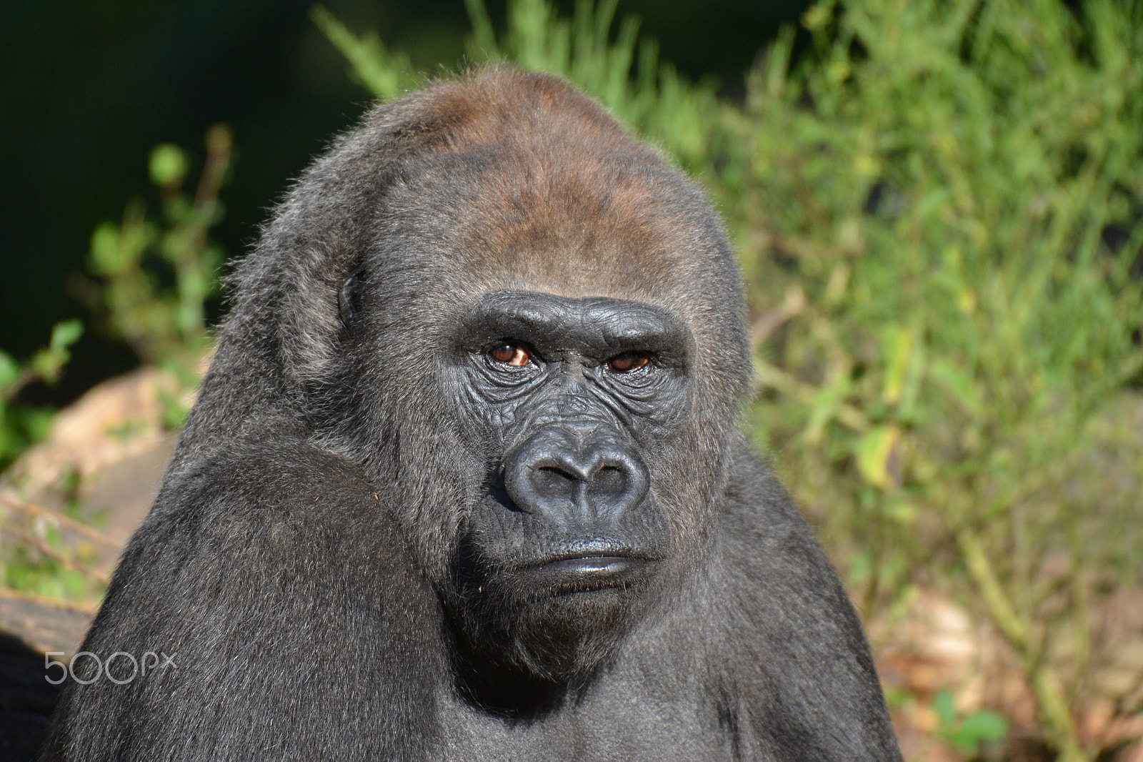 Sigma 50-500mm F4.5-6.3 DG OS HSM sample photo. Gorilla photography