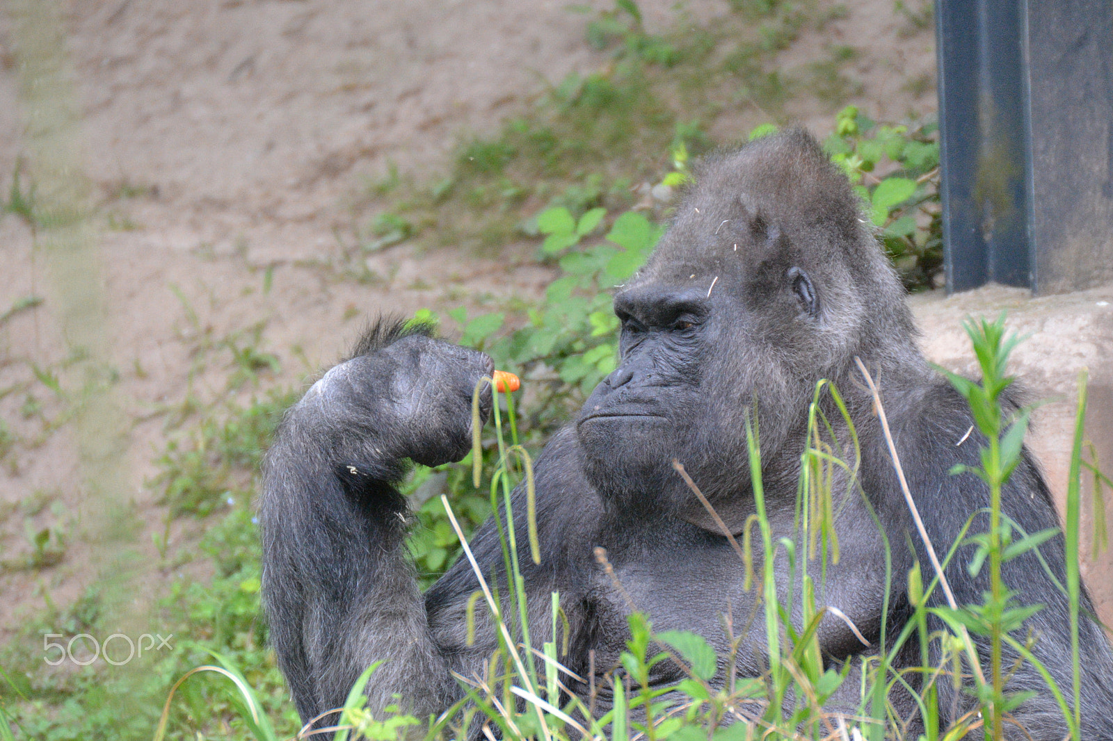 Sigma 50-500mm F4.5-6.3 DG OS HSM sample photo. Gorilla photography