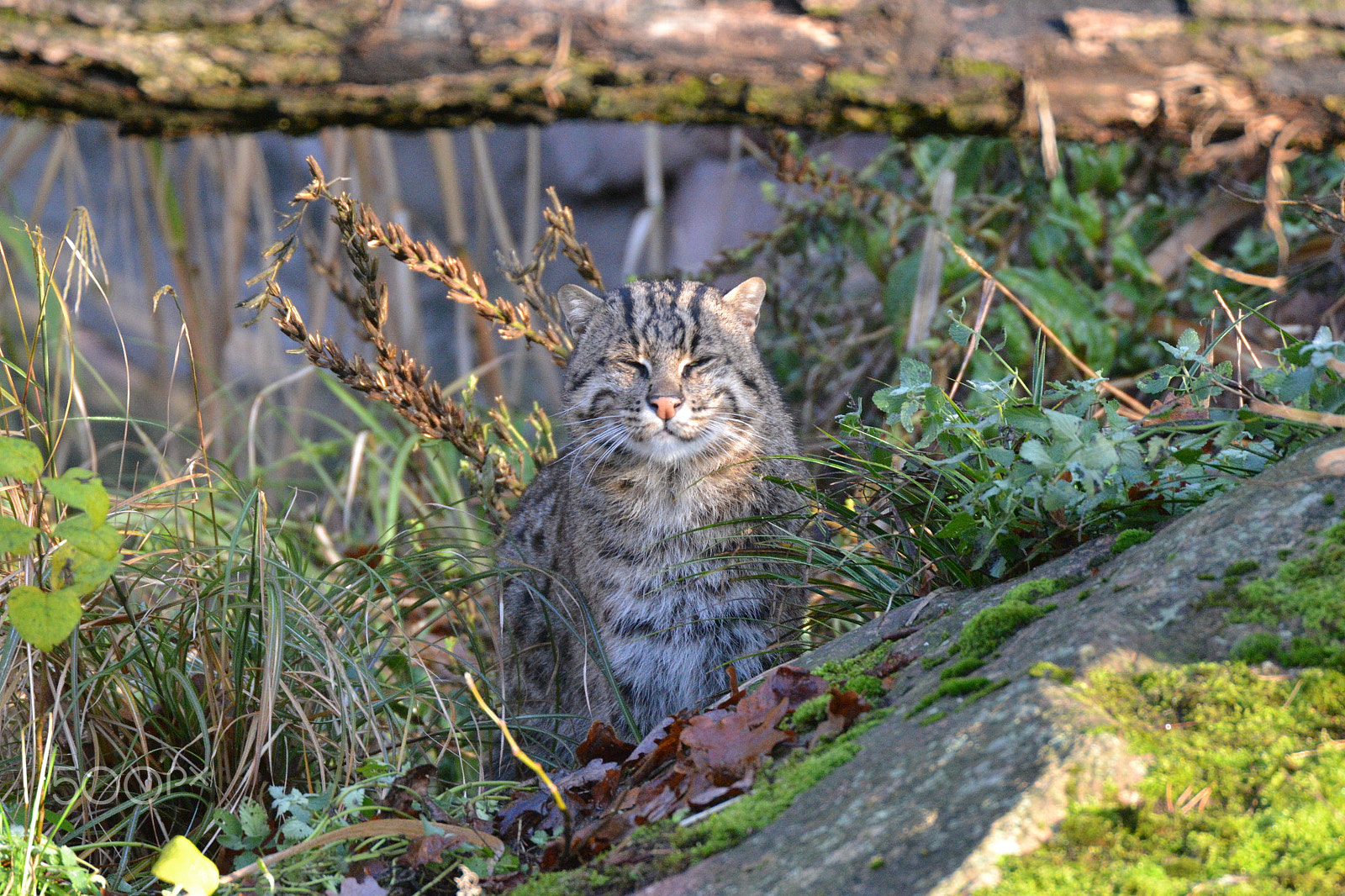 Sigma 50-500mm F4.5-6.3 DG OS HSM sample photo. Fischkatze photography