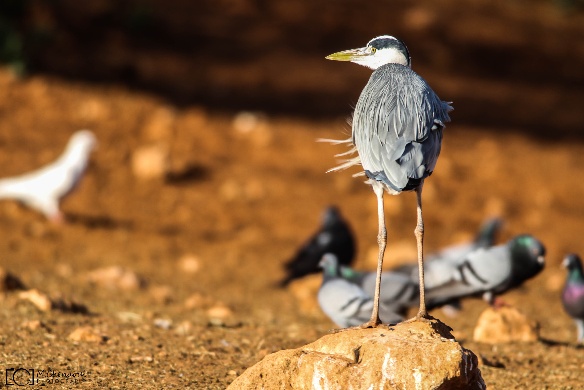 Canon EF 500mm f/4.5L + 1.4x sample photo. Bird photography