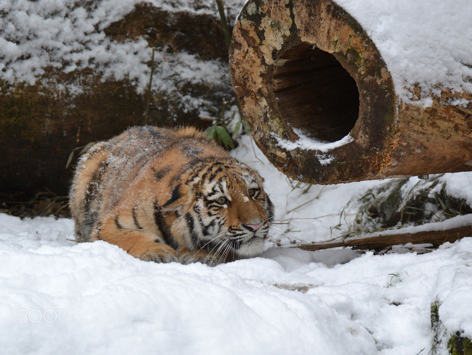 Sigma 50-500mm F4.5-6.3 DG OS HSM sample photo. Tiger photography