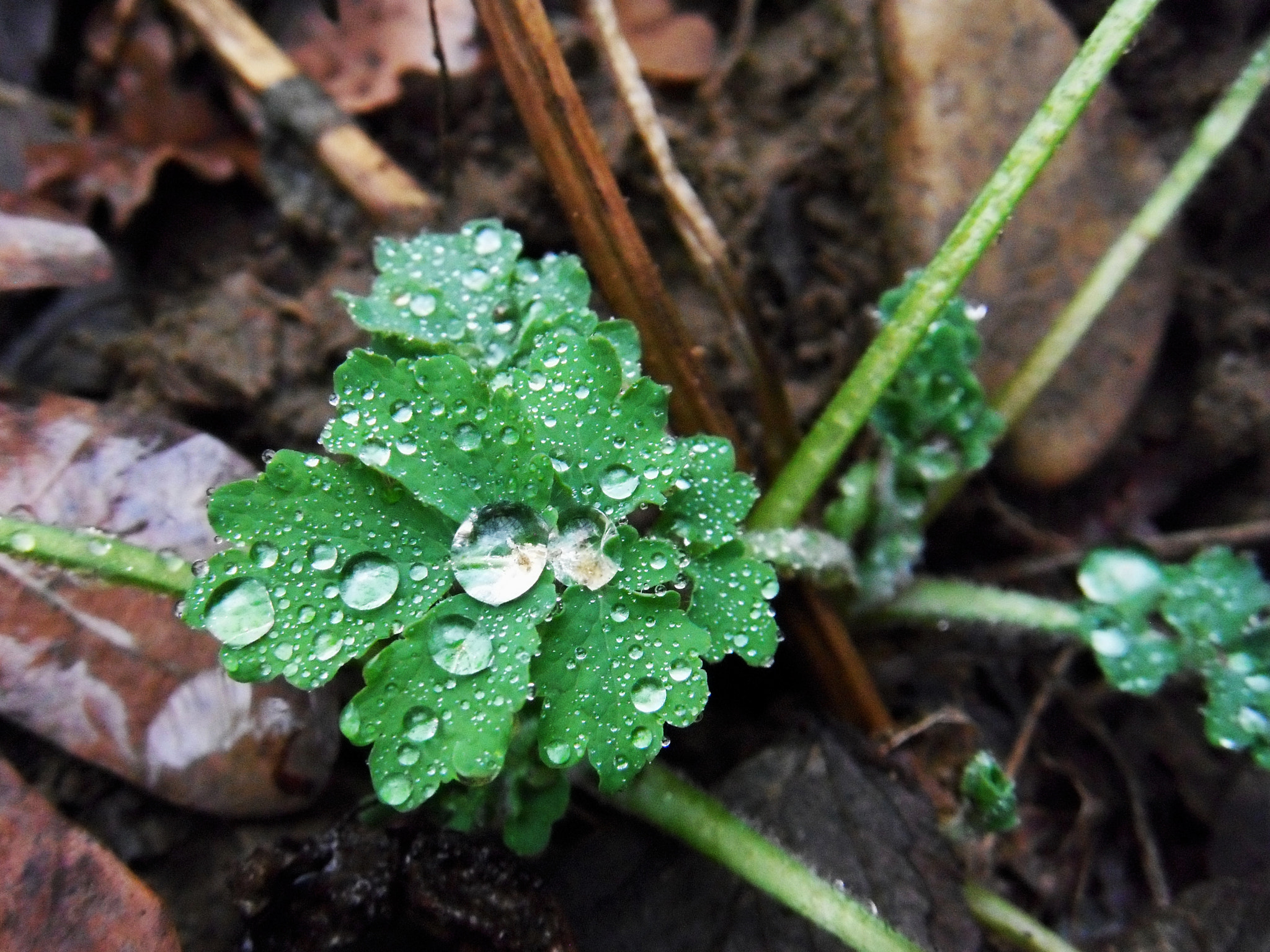 Fujifilm FinePix Z300 sample photo. Harmat photography