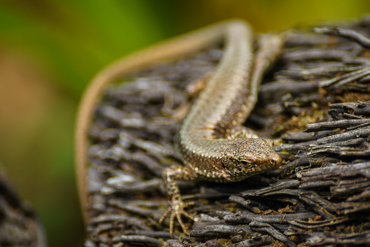 Sony DT 55-300mm F4.5-5.6 SAM sample photo. Lizard photography