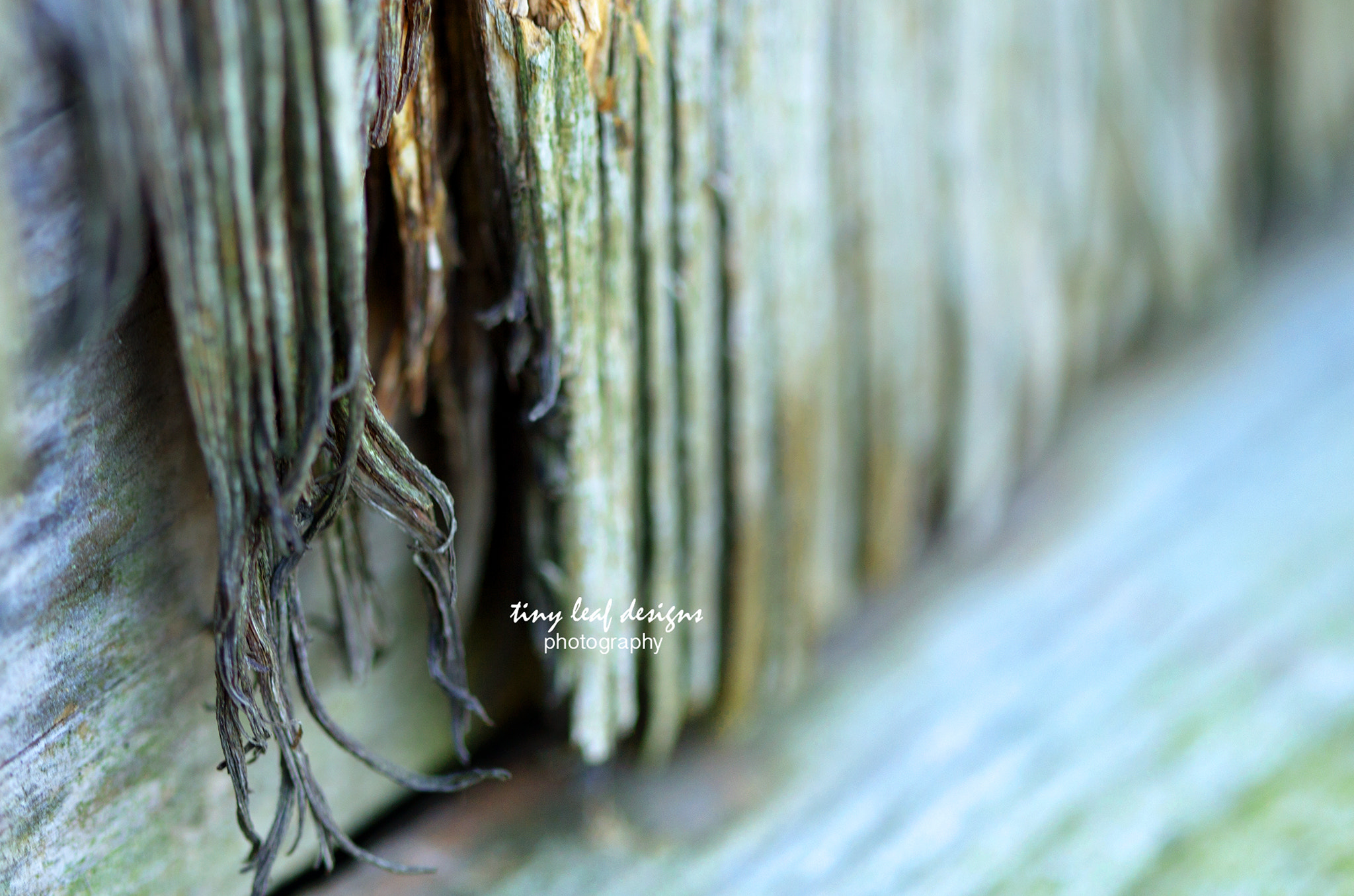 Canon EOS 6D + Canon EF 100mm F2.8 Macro USM sample photo. Streaks of color photography