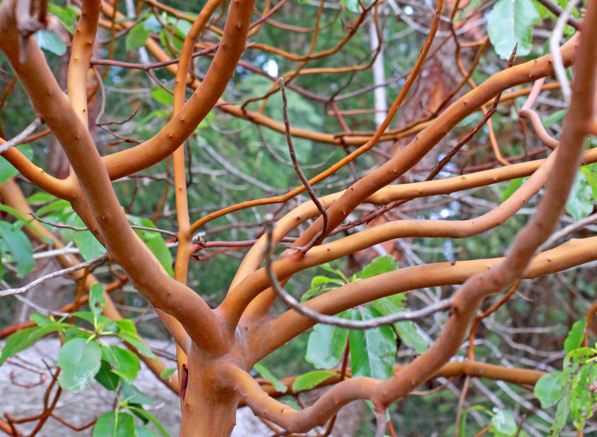 Canon EF 28-90mm f/4-5.6 sample photo. Arbutus tree photography