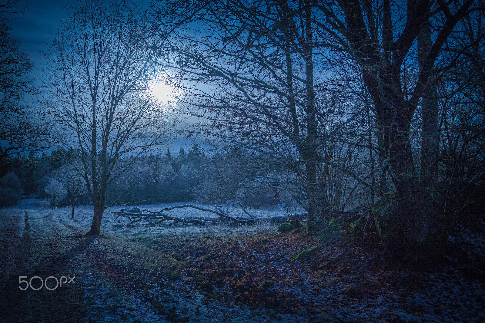 Canon EF 28-80mm f/2.8-4L sample photo. Trudge into the forest photography