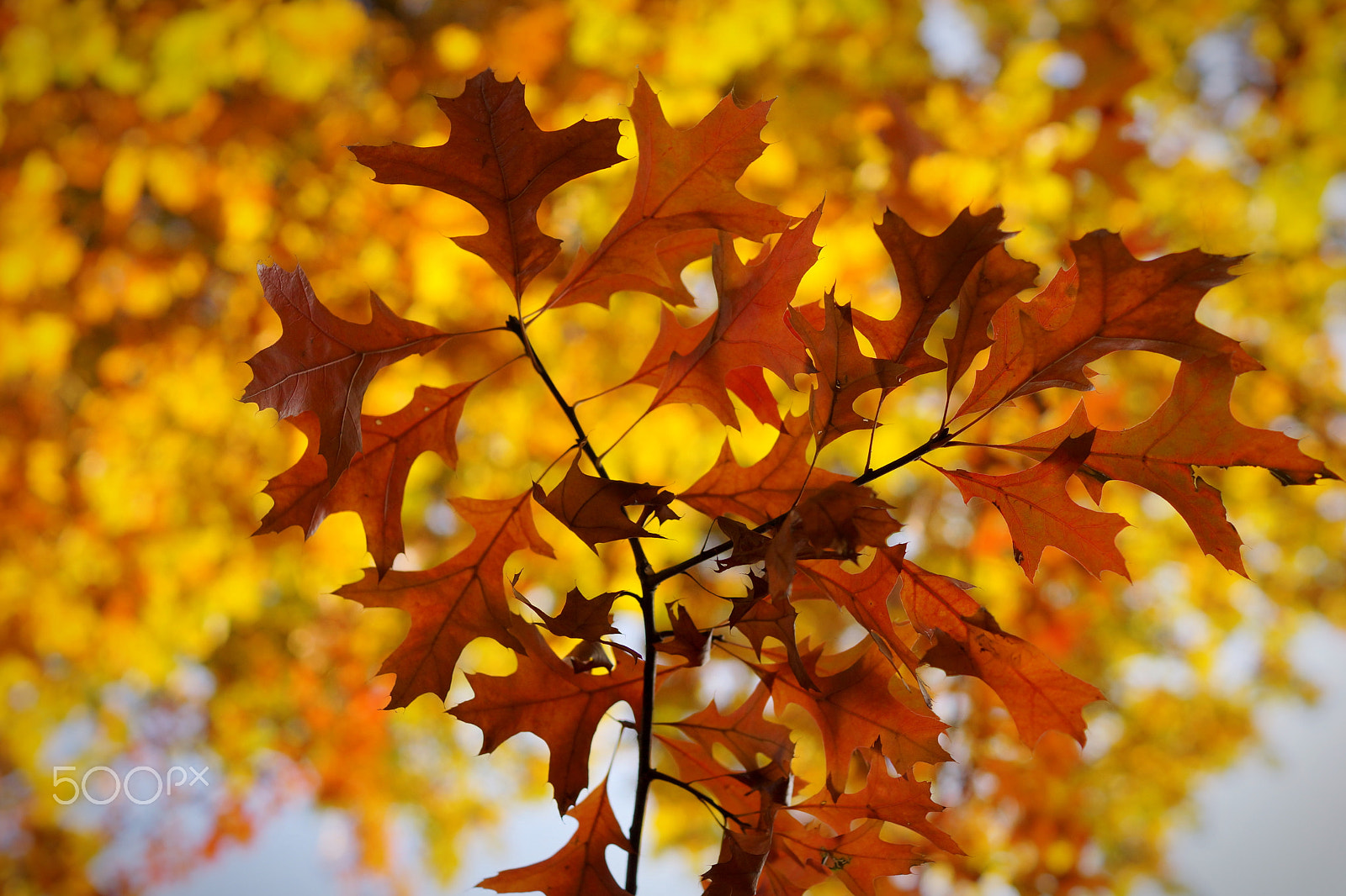 Sony SLT-A65 (SLT-A65V) + Sony DT 35mm F1.8 SAM sample photo. Heart of autumn photography