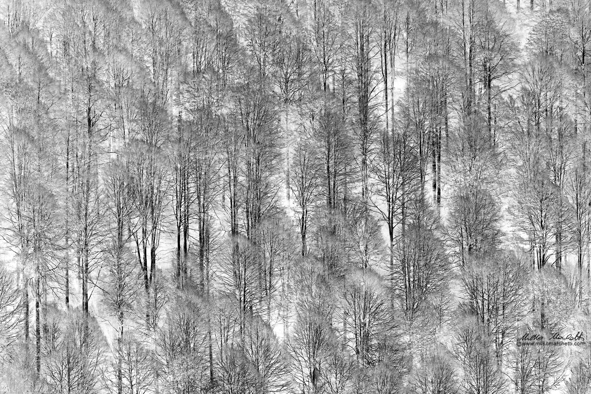 Canon EF 300mm f/2.8L + 1.4x sample photo. Bosco del cansiglio photography