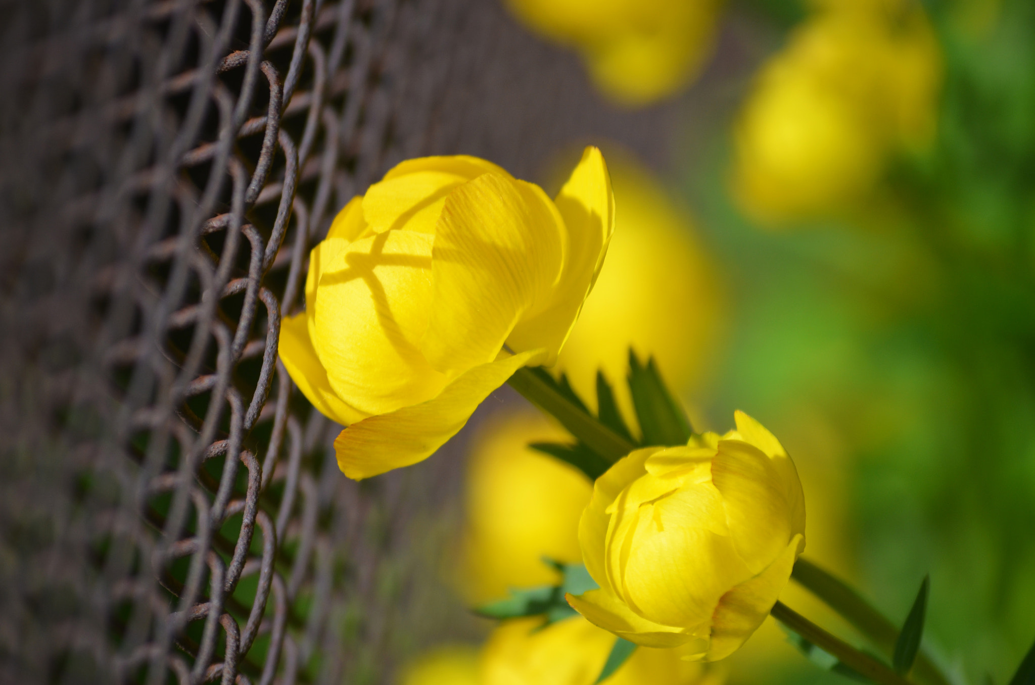AF Zoom-Nikkor 24-50mm f/3.3-4.5D sample photo. Yellow flowers photography