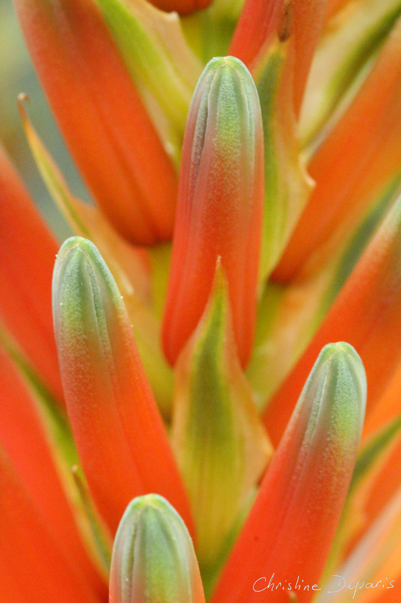 Canon EOS 700D (EOS Rebel T5i / EOS Kiss X7i) + Canon EF 100mm F2.8 Macro USM sample photo. Aloe blossom photography