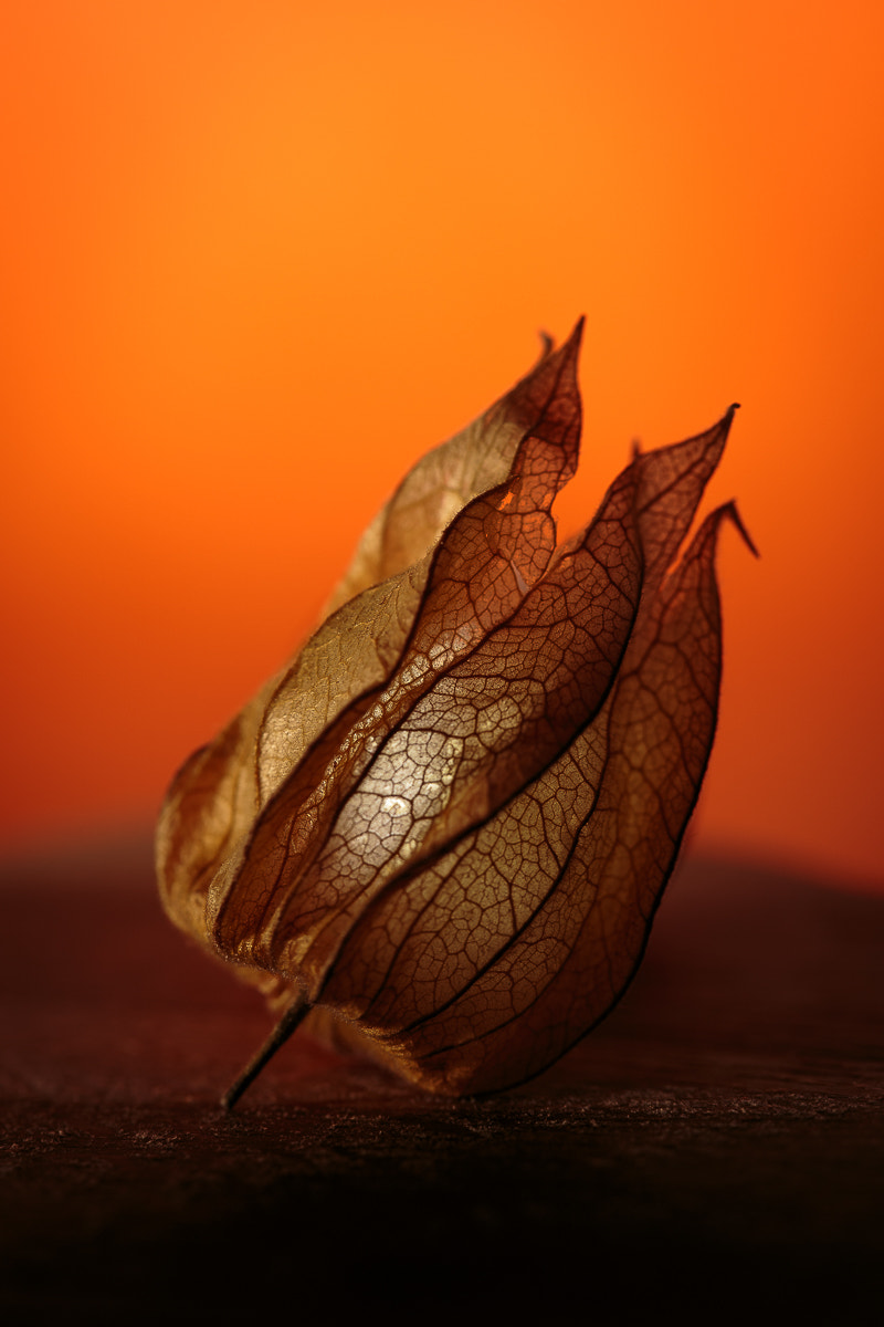 Canon EOS 6D + Canon EF 100mm F2.8 Macro USM sample photo. Physalis photography
