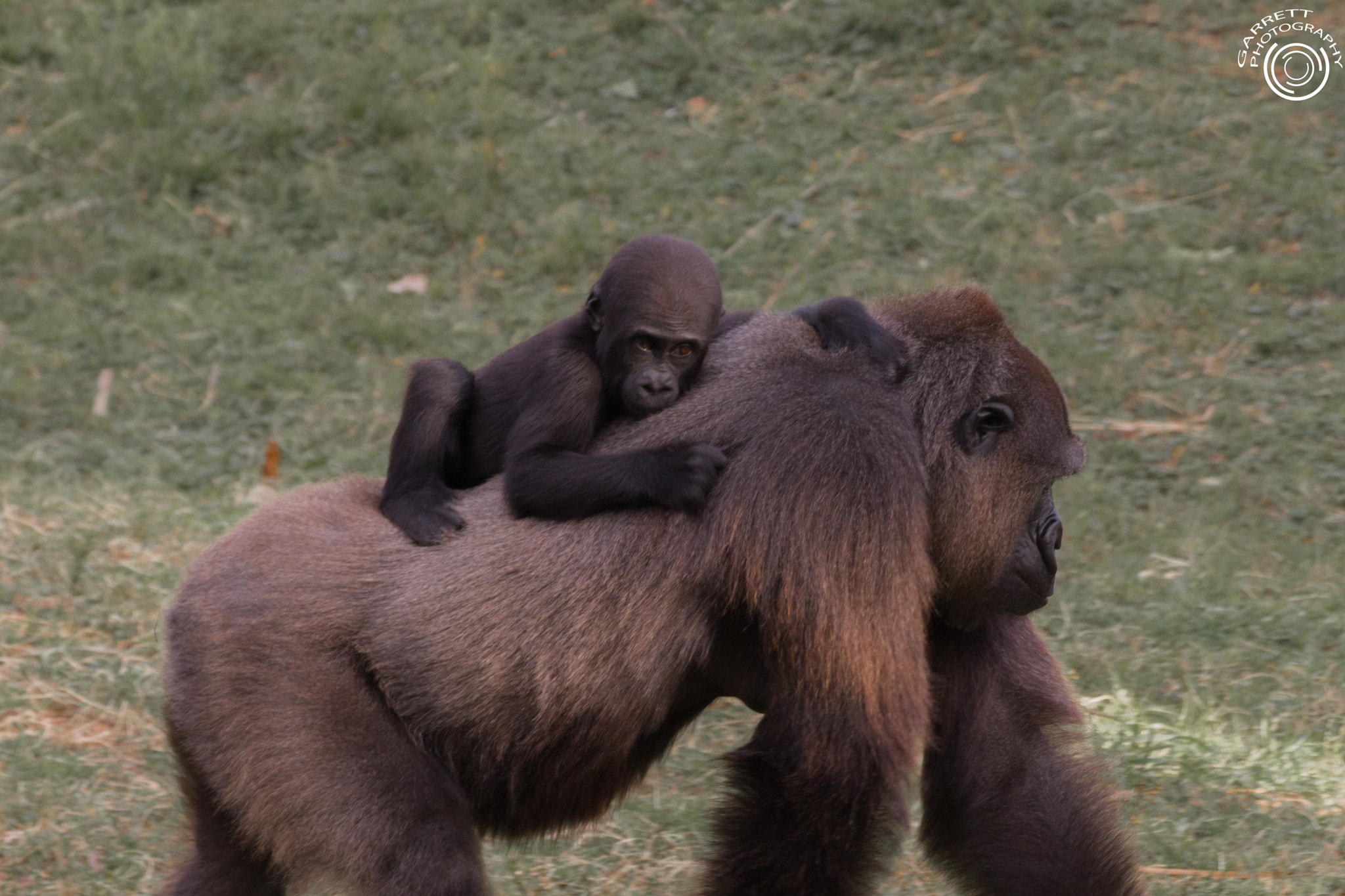 Tamron SP 35mm F1.8 Di VC USD sample photo. Gorilla family photography