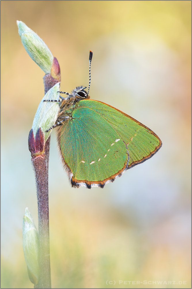 Sigma 150mm f/2.8 EX DG OS HSM APO Macro sample photo. Callophrys rubi photography