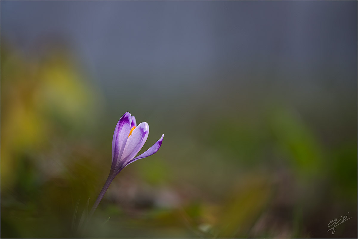 Sigma 150mm F2.8 EX DG OS Macro HSM sample photo. Crocus photography