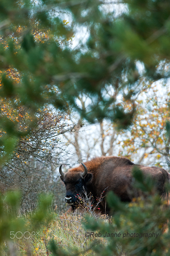 Nikon D700 + Nikon AF-S Nikkor 300mm F2.8G ED VR II sample photo. European bison photography