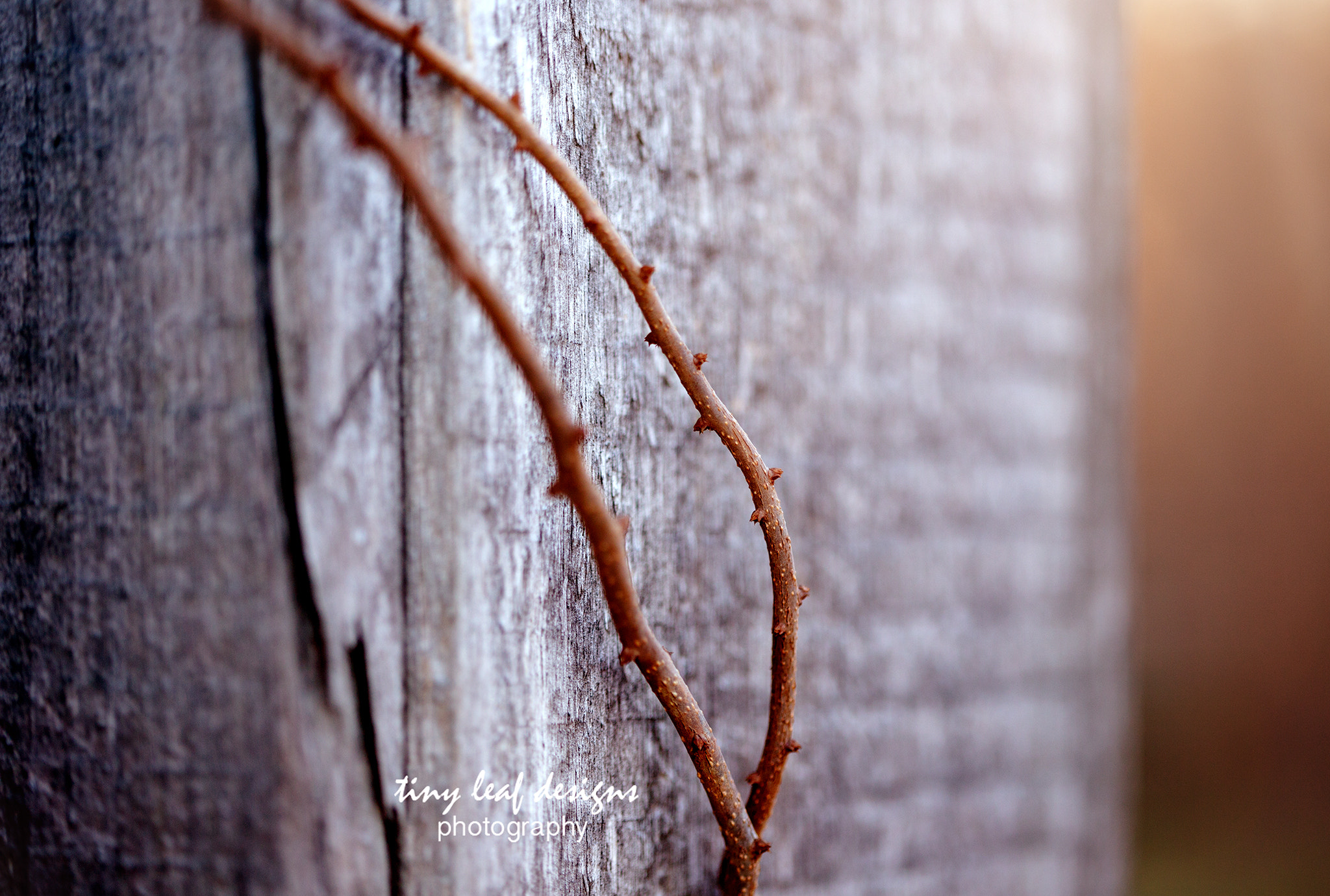 Canon EOS 6D + Canon EF 100mm F2.8 Macro USM sample photo. Hanging by a thread photography